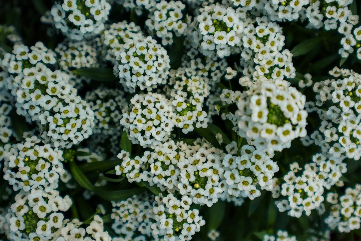 Hvilke uhøjtidelige stauder kan plantes på en kirkegård / foto af chrechels.com