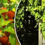 Aggressive planter: 8 blomster, som det er bedst ikke at