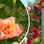 Buske vil drukne i blomster: Sådan beskærer du 4 typer