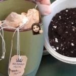 Erfarne blomsteravlere teposer i urtepotter: hvorfor gøre det på denne