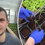 Fra frø til plante: hvornår og hvordan man planter tomater