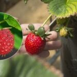Høst om sommeren: Hvilke hurtigtvoksende frugter kan plantes i maj?