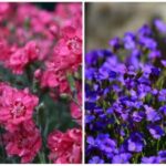 Hvilke blomster skal man plante om foråret i haven og