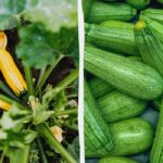 Hvor skal man plante courgetter, hvis der er lidt plads: