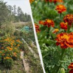 Hvorfor kloge gartnere planter fløjl i køkkenhaven: 4 nyttige grunde