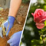 Hvornår er det bedste tidspunkt at plante roser om foråret: