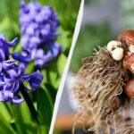 Hyacinten blomstrer – hvad skal du gøre nu: 5 vigtige