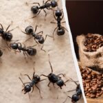 Insekter vil glemme vejen ind i dit hjem: et gennemprøvet
