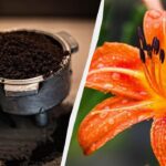 Kaffegrums skal ikke smides ud – det er en god