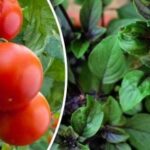 Sådan dyrker du saftige og velsmagende hjemmedyrkede tomater – et