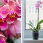 Sådan vander du en orkidé til at blomstre frodigt: en
