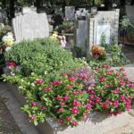 Selvblomstrende og let at vedligeholde: 4 perfekte blomster til gravanlæg